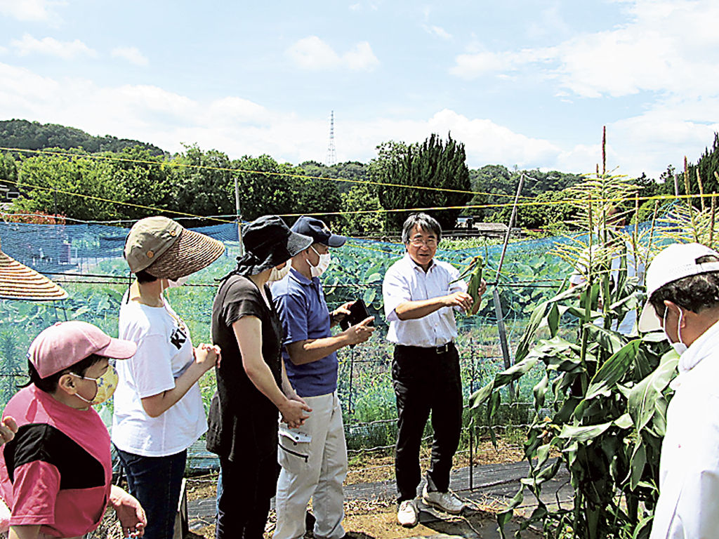 トウモロコシを収穫する参加者＝伊豆の国市