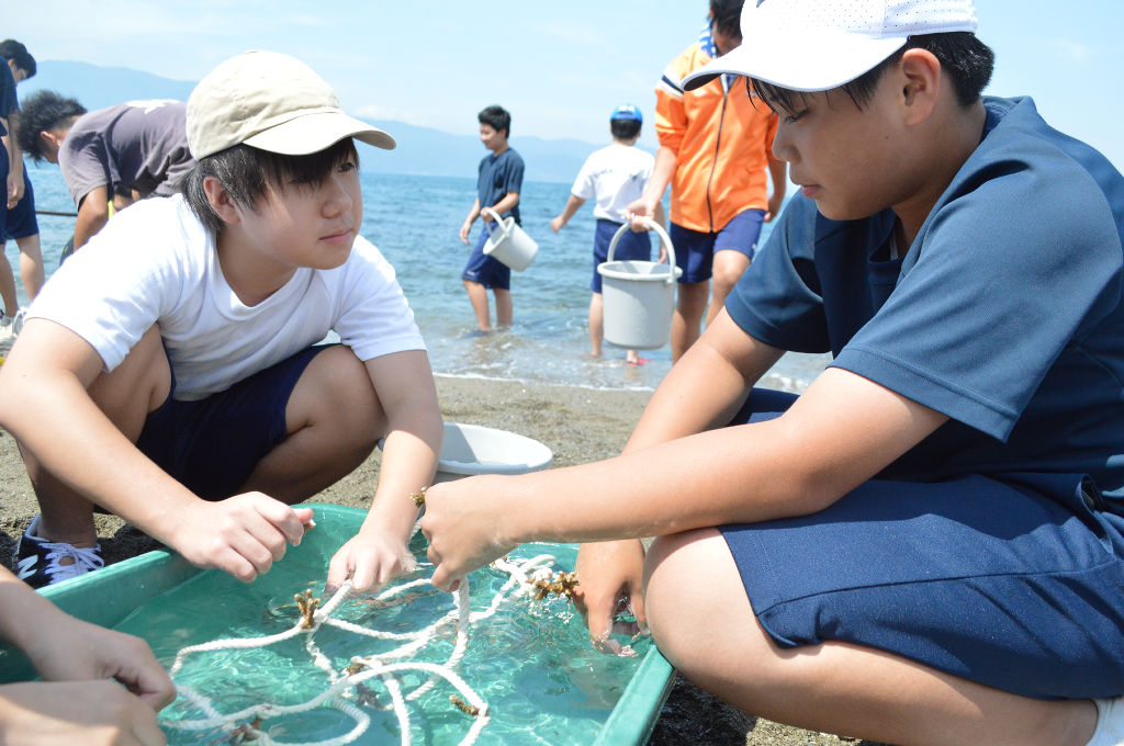 ロープの間にサンゴを植え付ける生徒＝沼津市の獅子浜