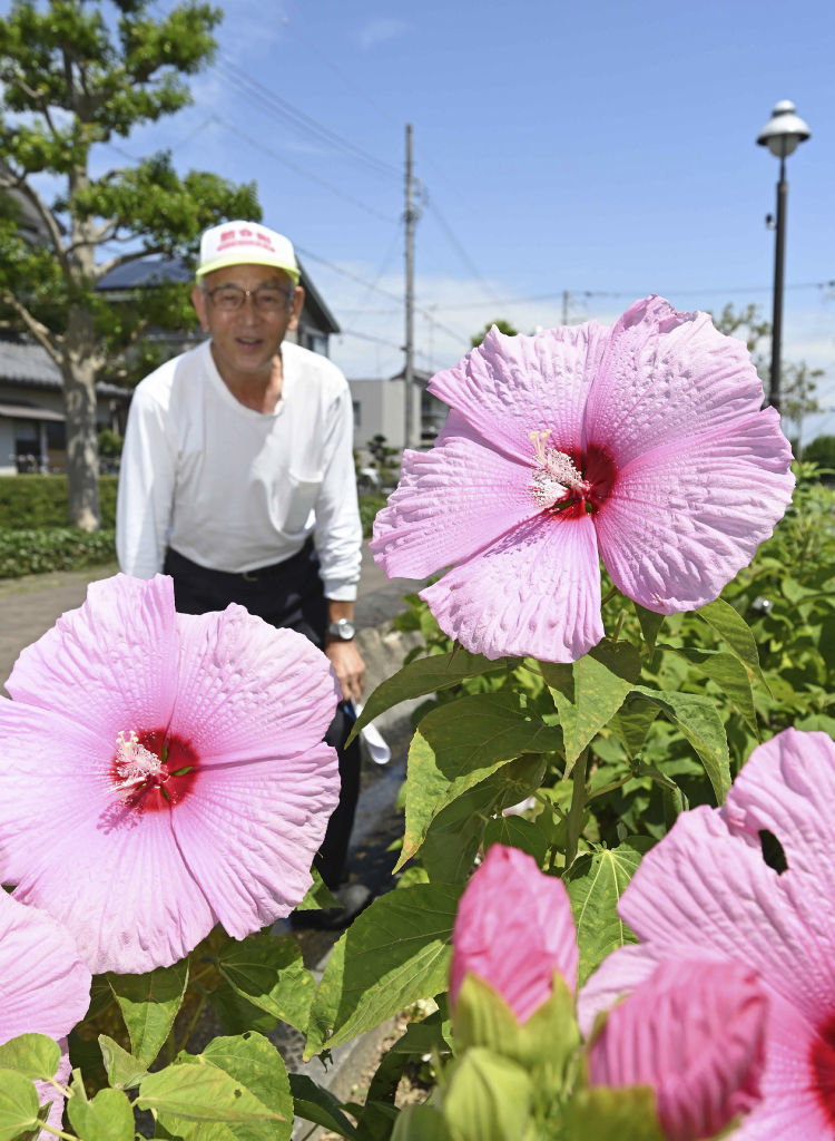 見頃を迎えたフヨウの花＝浜松市中区の柳川緑道