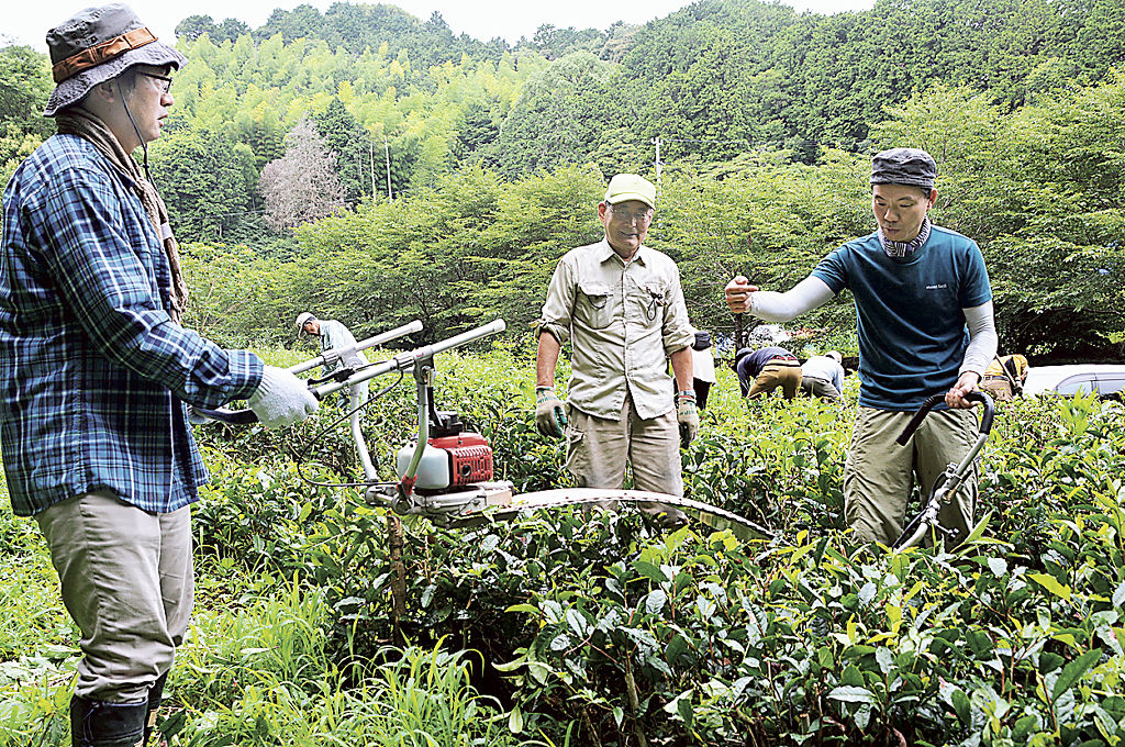中川さん（奥）の助言を受けて、放置された茶畑を整備する山田さん（手前右）と池田さん（同左）＝静岡市駿河区