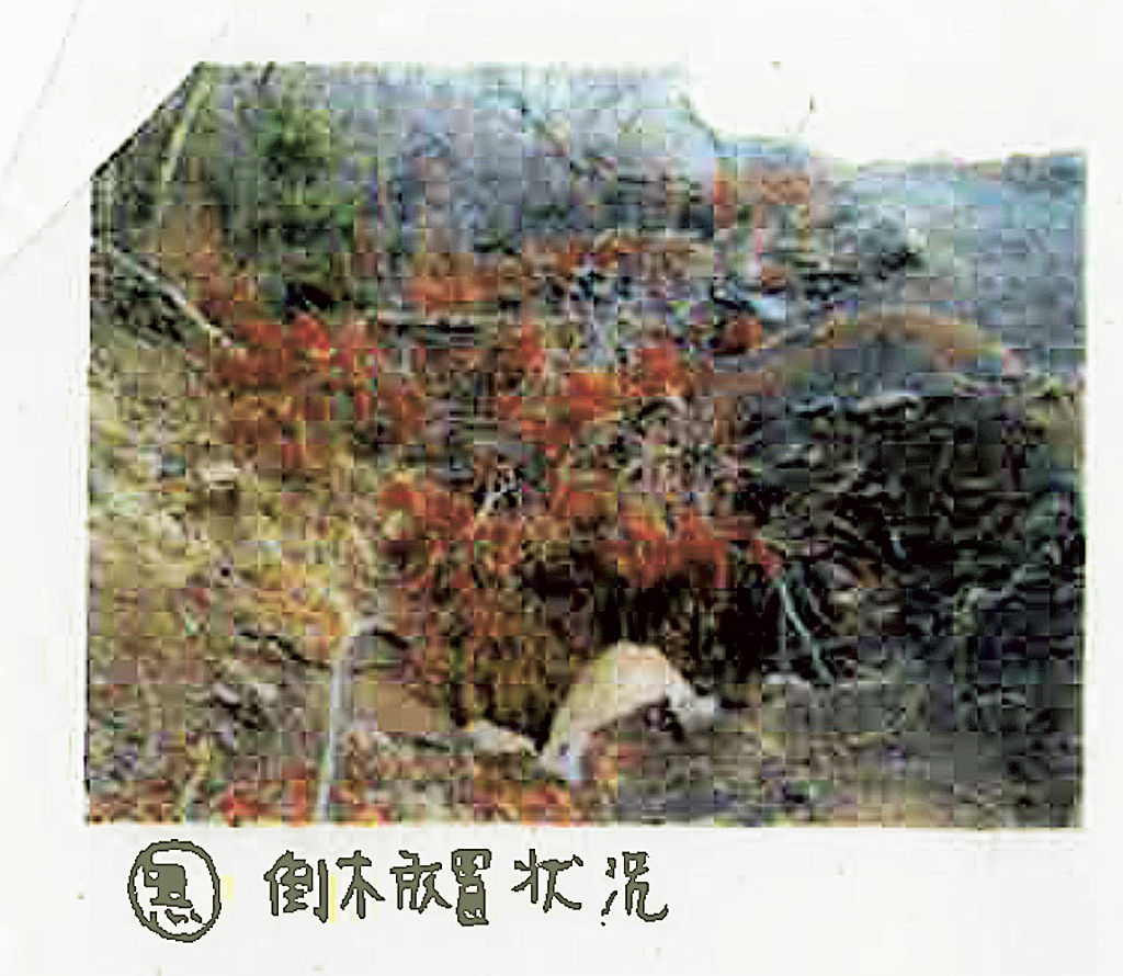 掲載写真に「倒木放置状況」と説明が付いた静岡県の２００３年の行政文書。倒木が谷に集められているという記述もあった