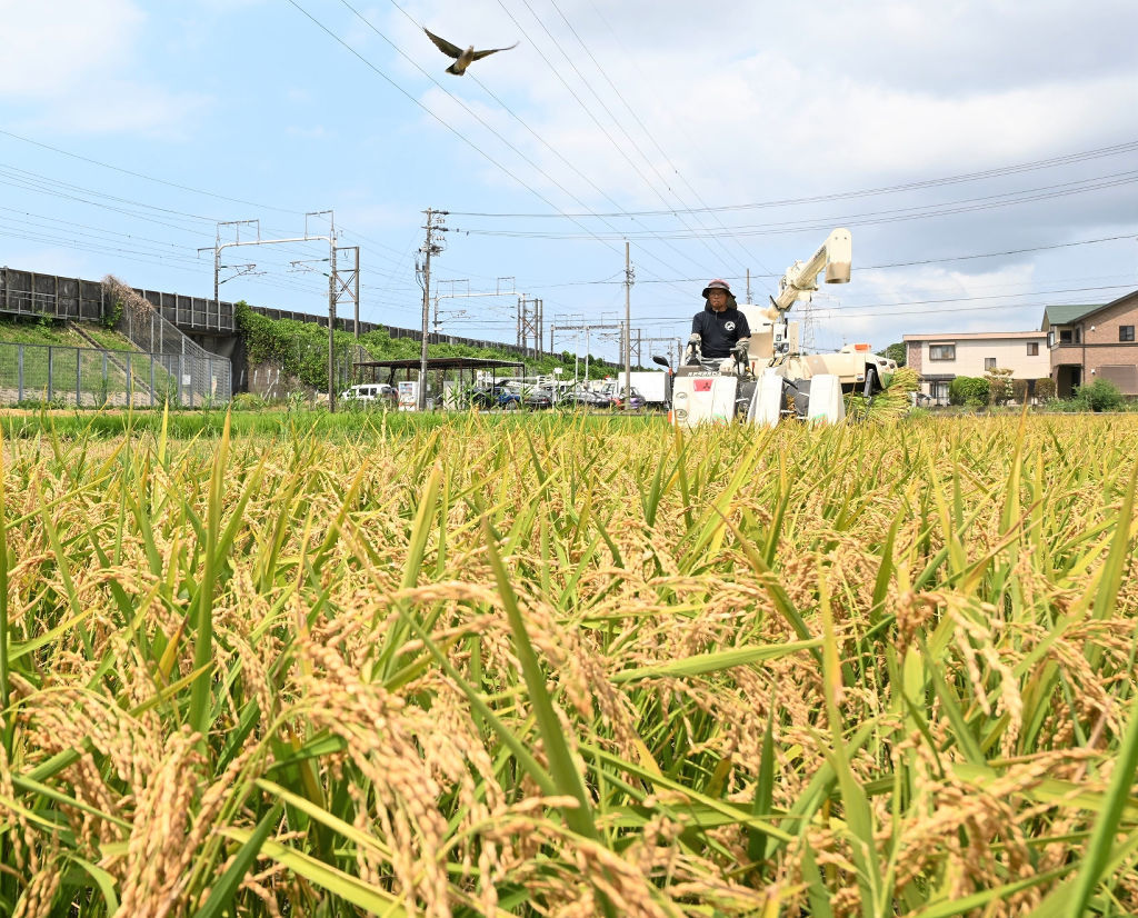 静岡県内他産地に先駆けて行われた稲刈り＝２８日午前、浜松市南区