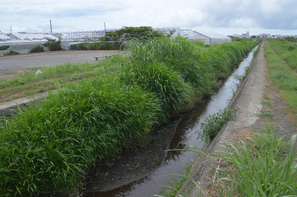 ６月の大雨で土砂が堆積し、草が生い茂っている月川＝沼津市井出