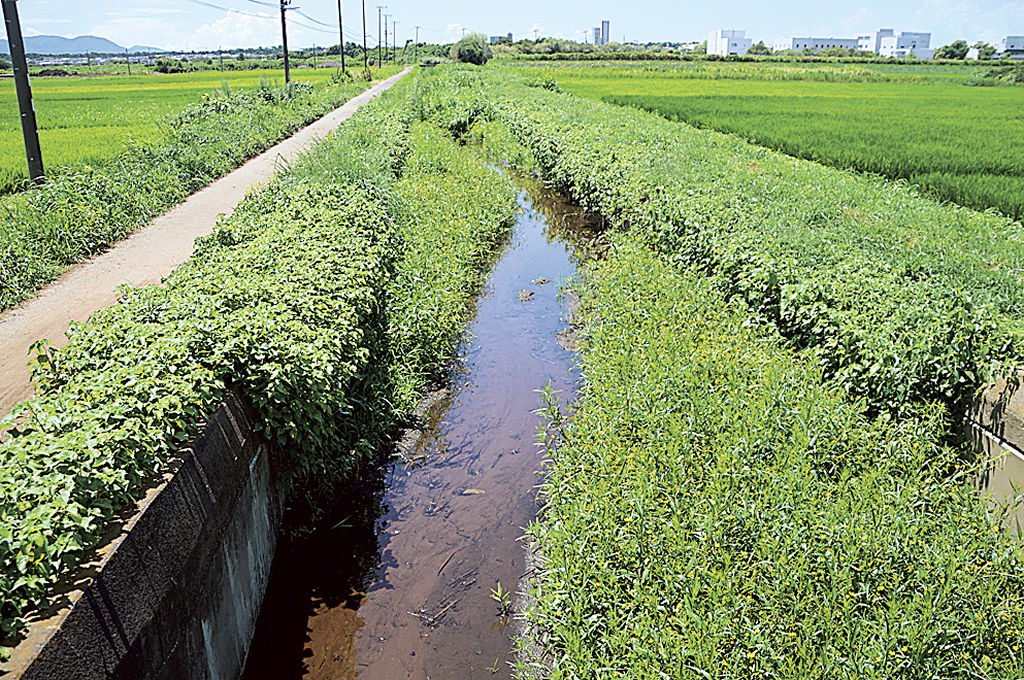 堆積した土砂から草が生い茂り、河道が狭くなっている金沢川。９月上旬から草や土砂を除去する＝沼津市井出