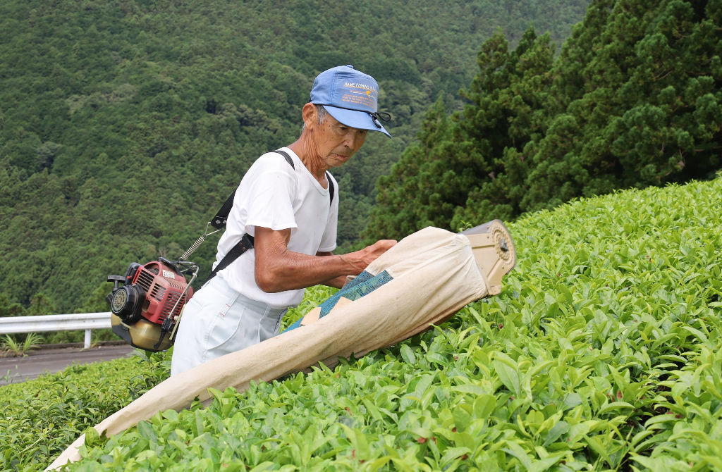 黙々と二番茶の収穫に取り組む竹下さん＝浜松市天竜区佐久間町大井