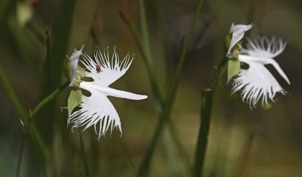シラサギが翼を広げたような形の花を咲かせたサギソウ＝浜松市浜北区の県立森林公園