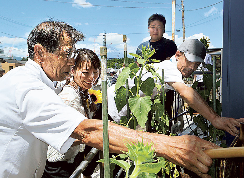 花壇にヒマワリの苗を植える参加者＝裾野市のＪＲ岩波駅前