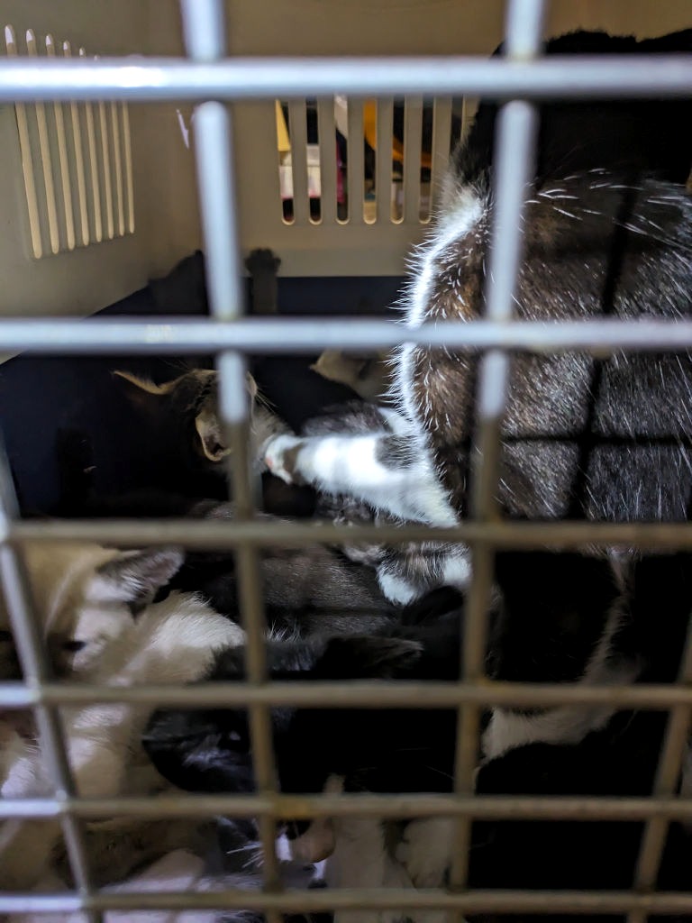 ケージに入って投棄された猫＝６月中旬、沼津市（提供写真）