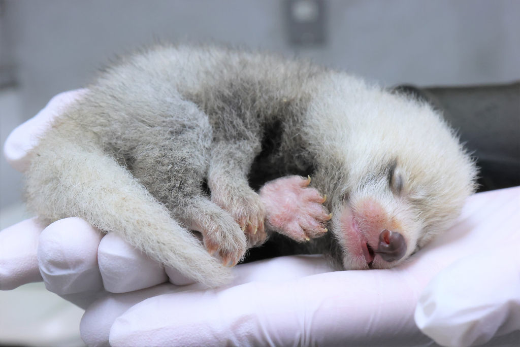 ７月９日に誕生したレッサーパンダの赤ちゃん（同１８日撮影、静岡市立日本平動物園提供）