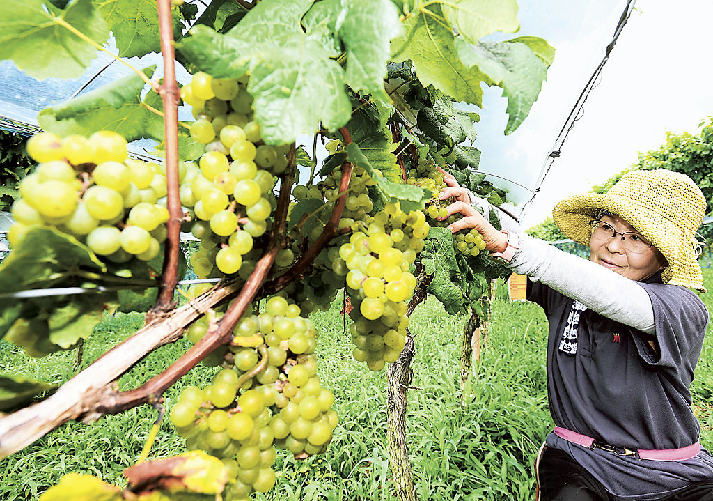 収穫期を迎えたワイン用のブドウ＝伊豆市の観光施設「中伊豆ワイナリーシャトーＴ・Ｓ」