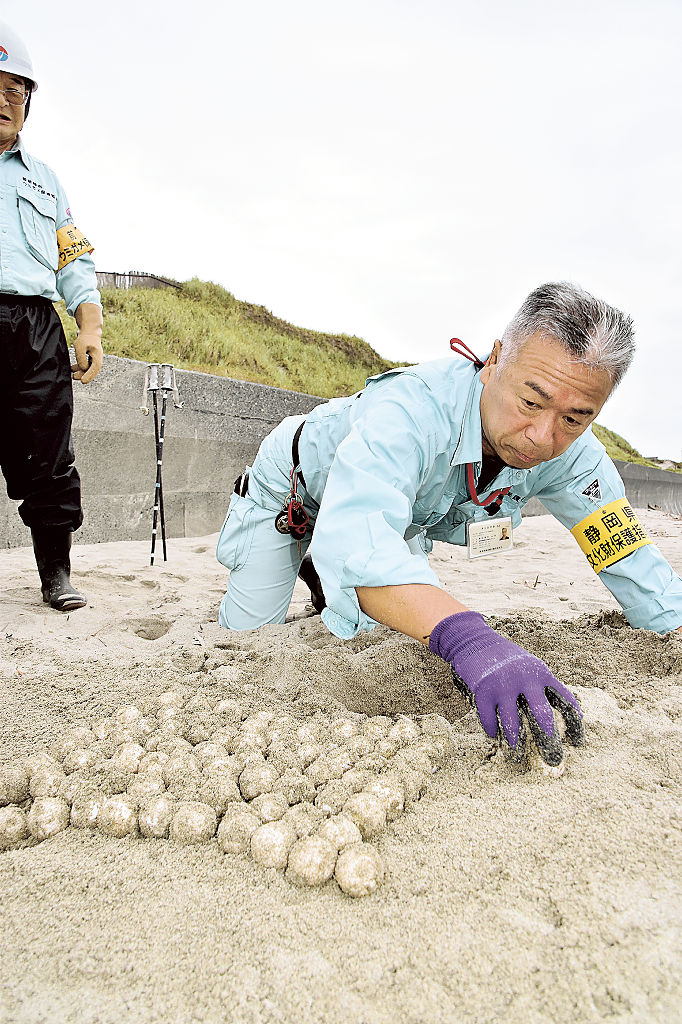 アカウミガメの卵を砂浜から掘り起こす保護監視員＝６月上旬、御前崎市