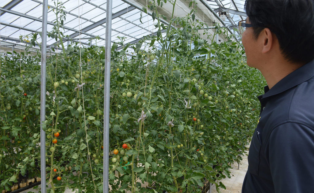 栽培技術をマニュアル化し、高単価トマトの栽培を実践している＝８月中旬、袋井市内
