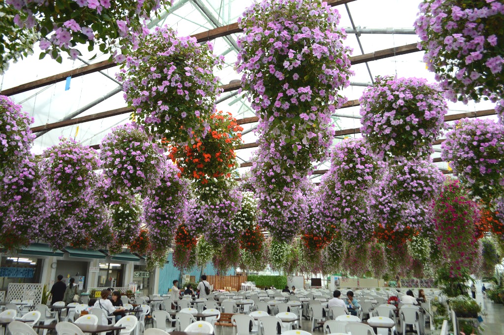 いつでも満開の花を楽しめるよう調整している「花温室」