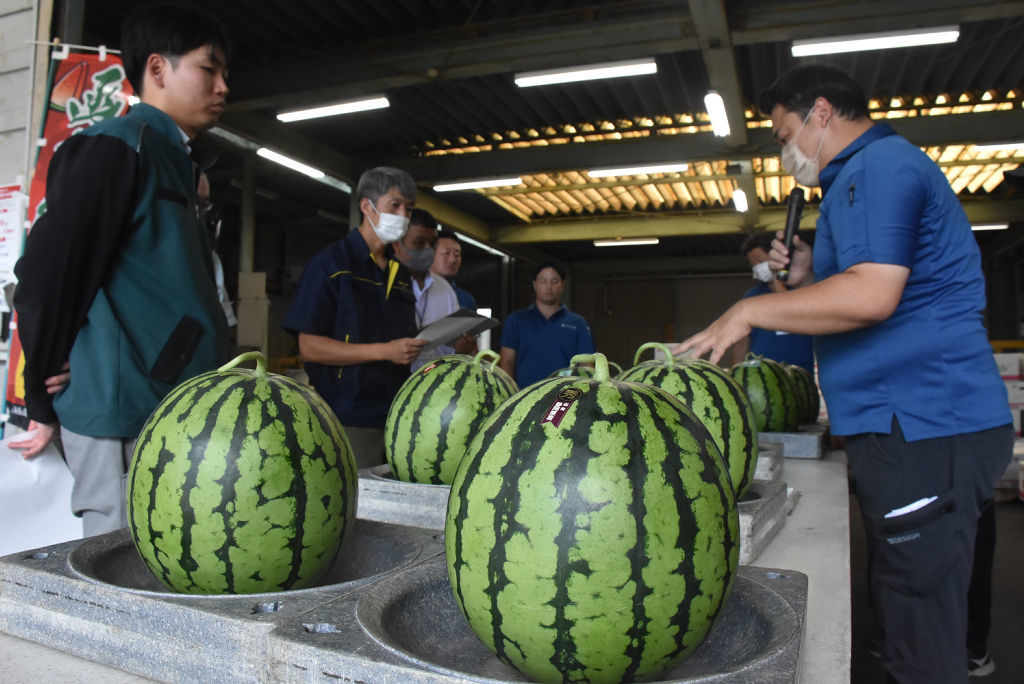 等級の基準を確かめる生産者や市場関係者ら＝函南町の函南営農経済センター