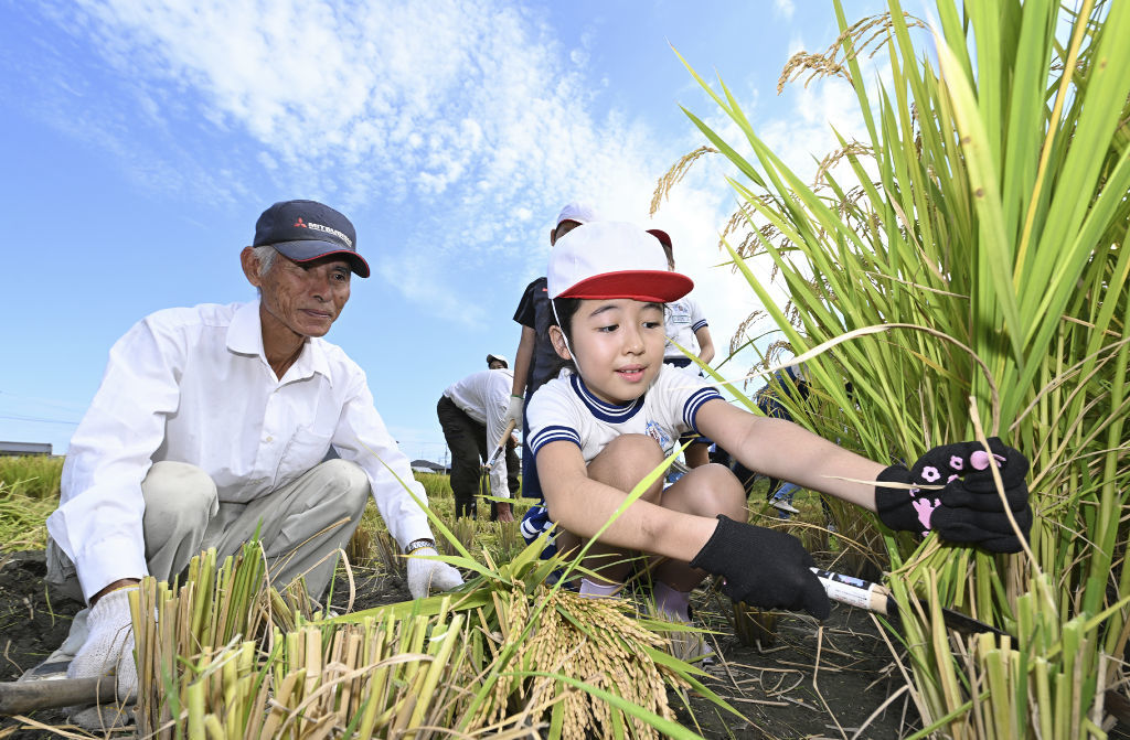 杉山さん（左）の指導で稲刈りに挑戦する児童＝浜松市南区飯田町