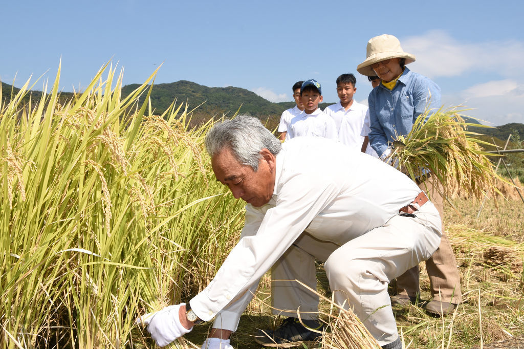 皇室への献上米を刈り取る山本さんら＝松崎町伏倉