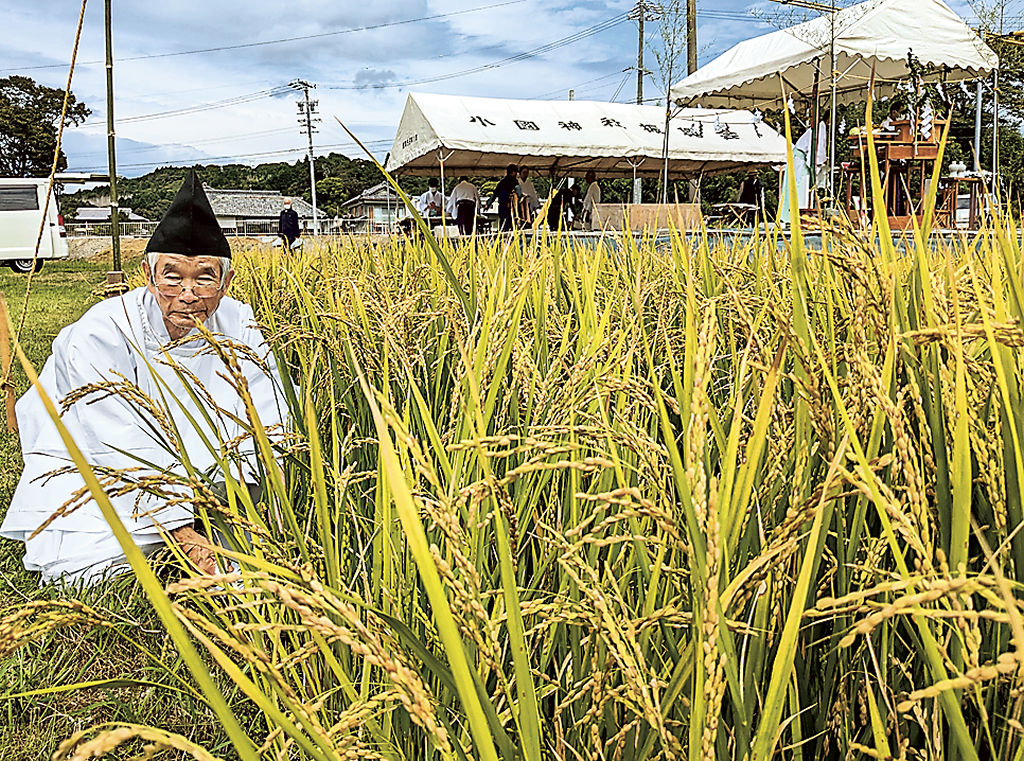 小国神社に奉献する米の収穫作業に取り組む内山さん＝森町一宮