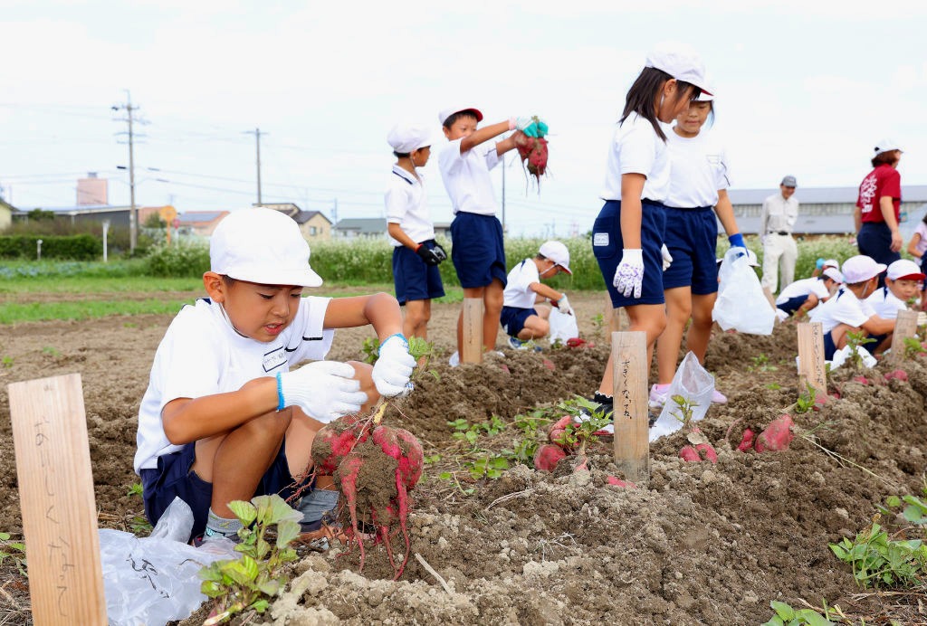 サツマイモ掘りに取り組む児童ら＝浜松市南区