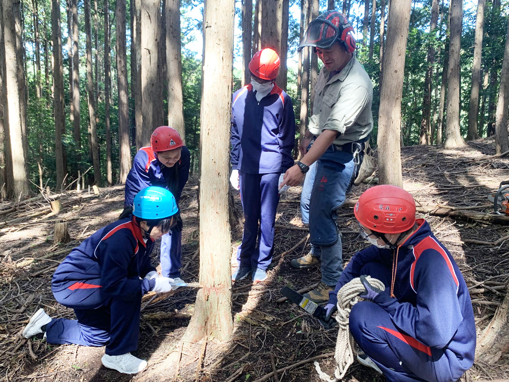 手のこぎりで間伐作業に取り組む生徒ら＝伊豆市の﹁またね自然学校﹂付近の市有林