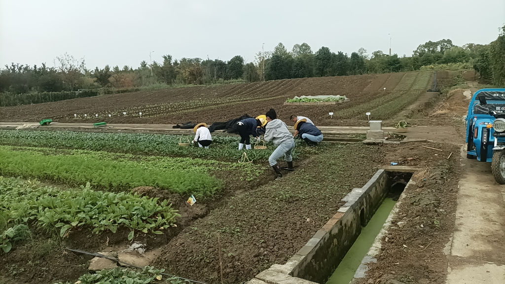 クレステック子会社が無農薬栽培に取り組む農地＝中国・蘇州市