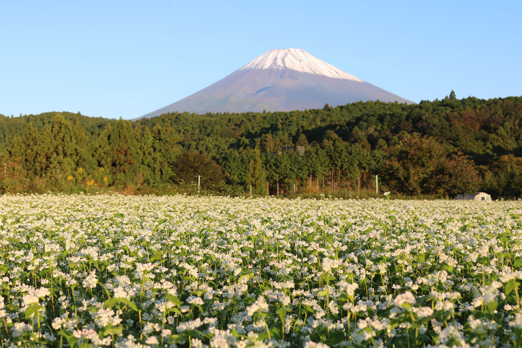 富士山を背景に見頃を迎えたソバの花＝裾野市