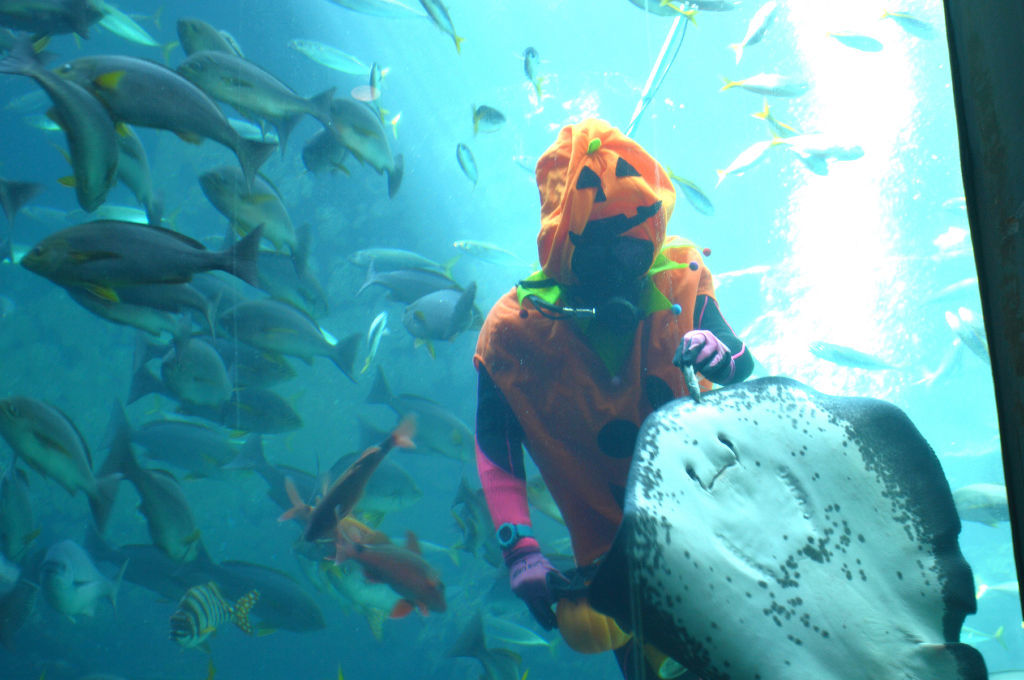 カボチャに扮（ふん）して餌やりするダイバー＝下田市の下田海中水族館