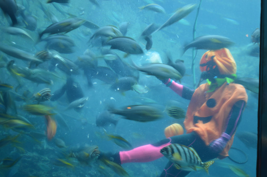 魚に取り囲まれるダイバー＝下田市の下田海中水族館