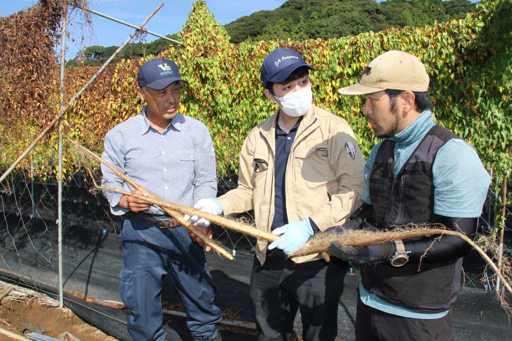 収穫した自然薯の出来栄えを確認する生産者ら＝島田市湯日