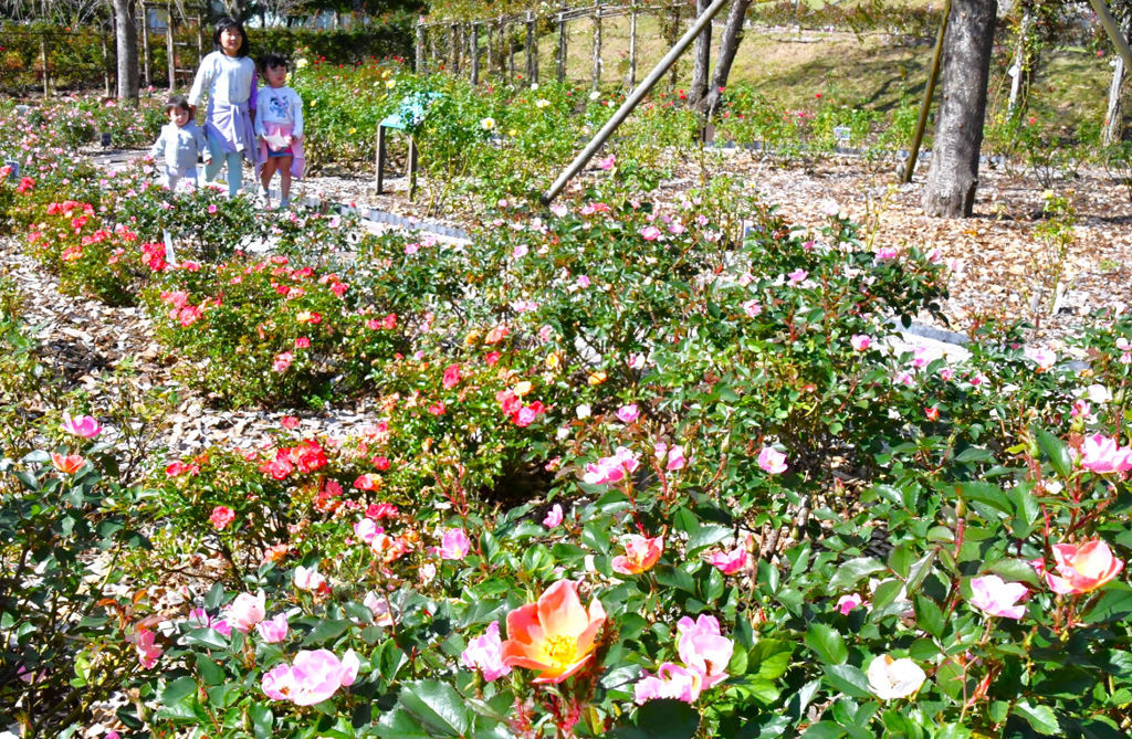 秋に咲き誇るバラを見ながら施設内を歩く子どもたち＝御殿場市の富士山樹空の森