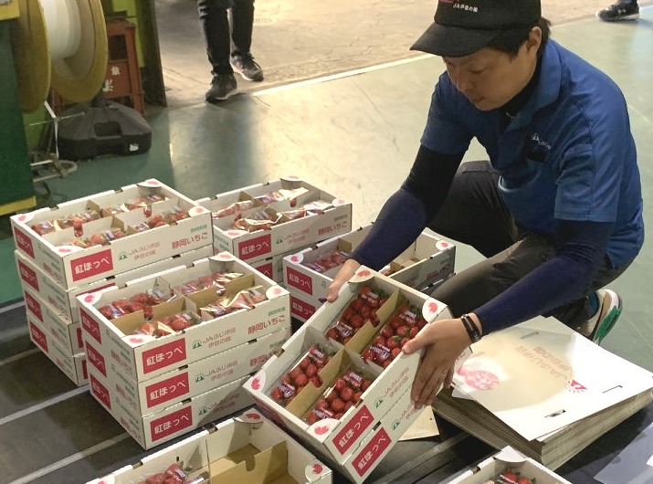 イチゴを出荷する生産者＝伊豆の国市のＪＡふじ伊豆韮山野菜集出荷場