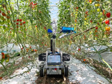 ＡＩを使ってミニトマトを自動収穫するロボット＝５月、オランダ（ｉｎａｈｏ提供）