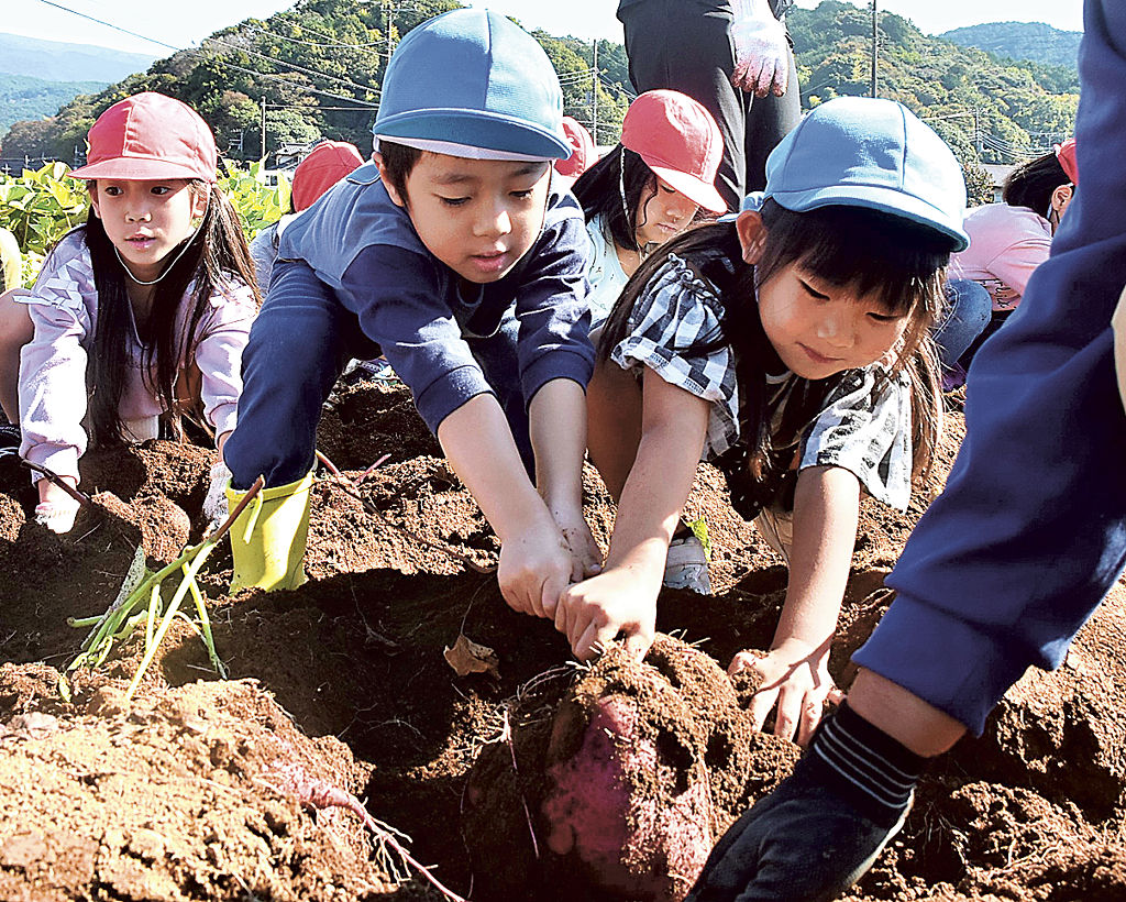 三島甘藷を収穫する子ども＝三島市佐野