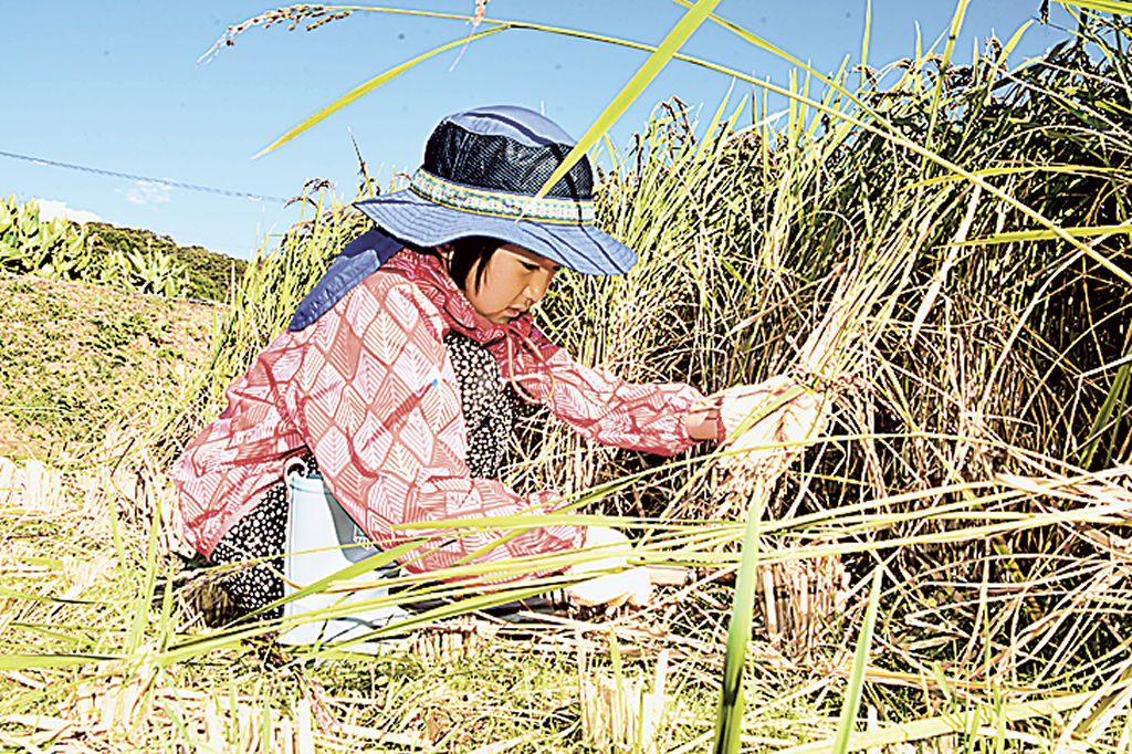 稲の収穫に取り組む子ども＝松崎町岩科南側