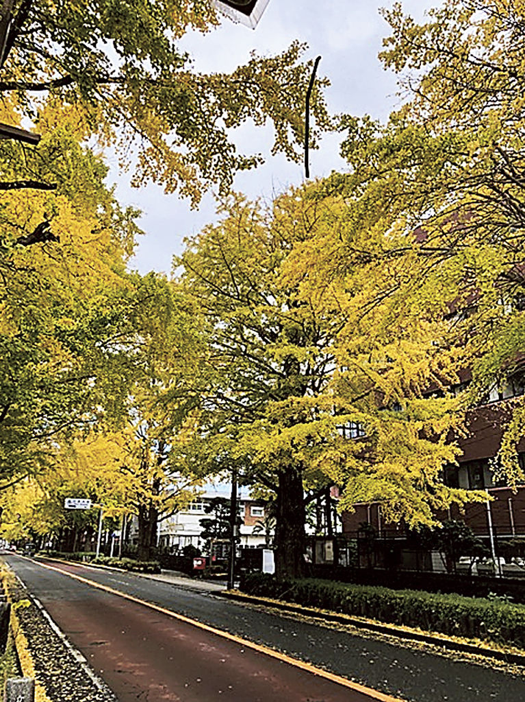 イチョウが黄葉した並木道＝三島市