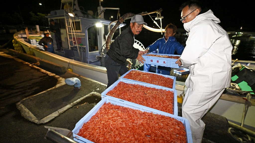 サクラエビ秋漁始まる　１トン水揚げ　漁師ら「今後に期待」