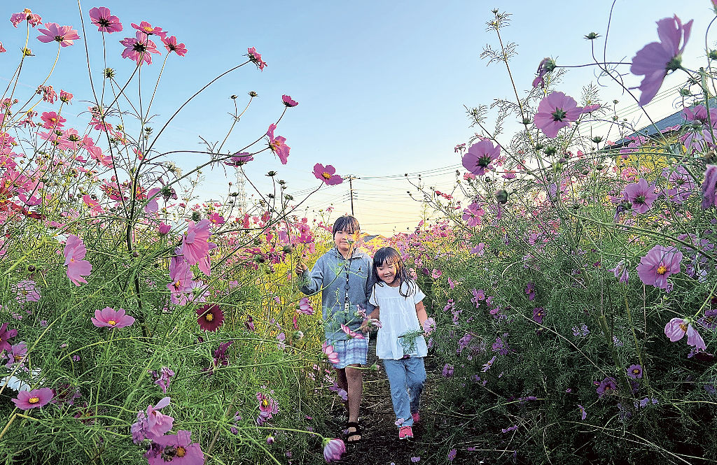 コスモス畑を散策する子ども＝富士市内