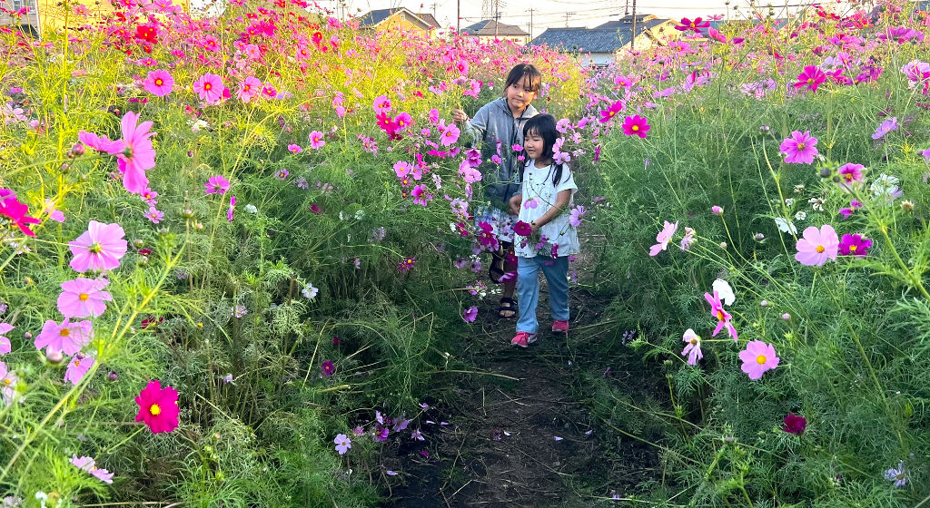 コスモス畑を散策する子ども＝富士市内