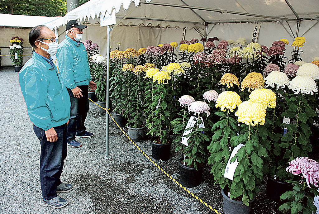 会員が丹精込めて育てた菊の花が並ぶ展示会＝富士市の富知六所浅間神社