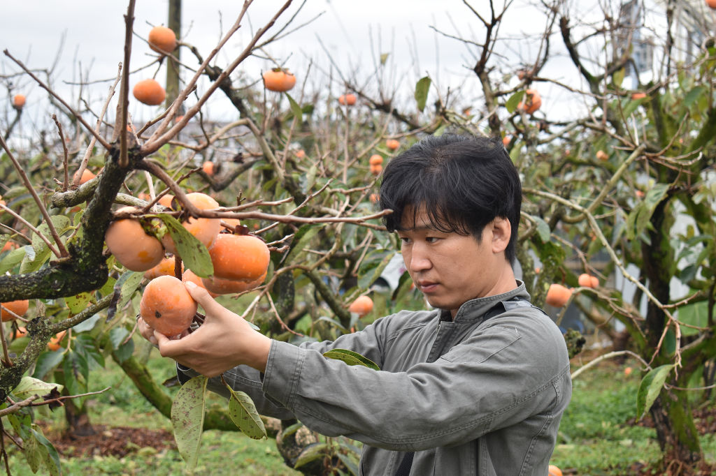 皇室献上柿を収穫する太田さん＝森町森