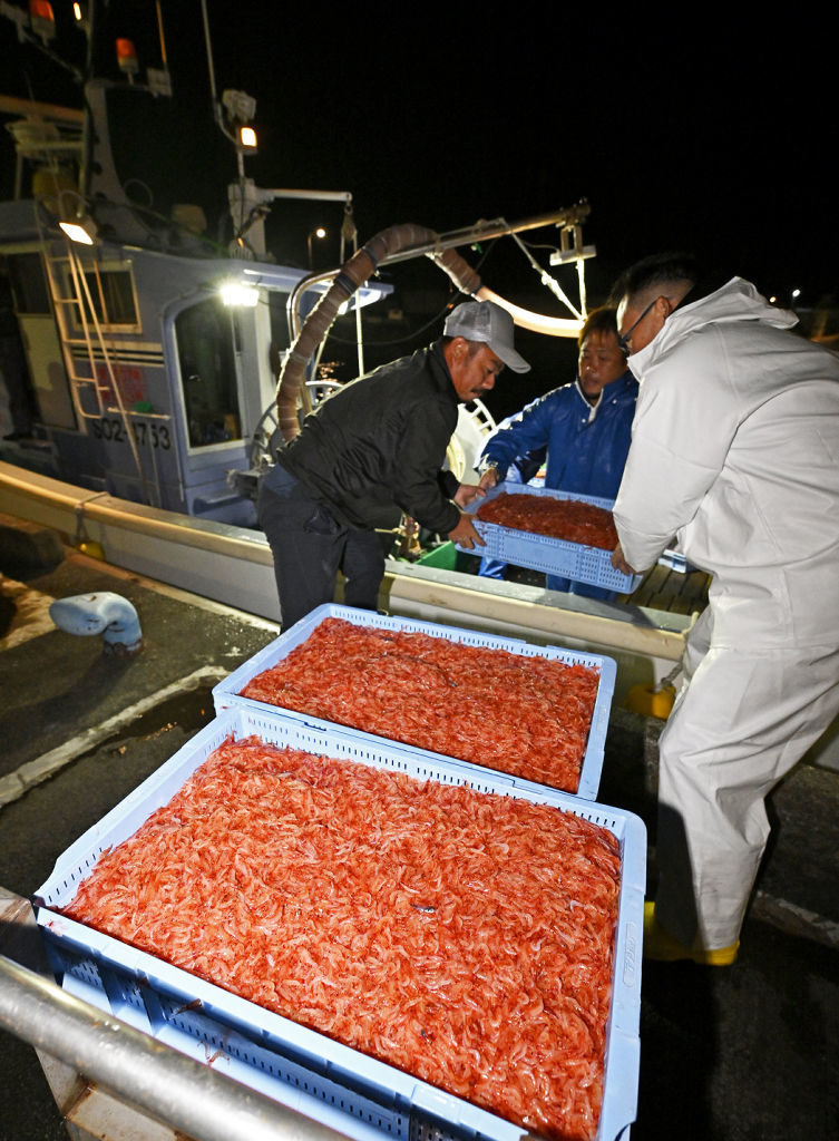 秋漁初日に大井川港に水揚げされるサクラエビ＝１日夜、大井川港