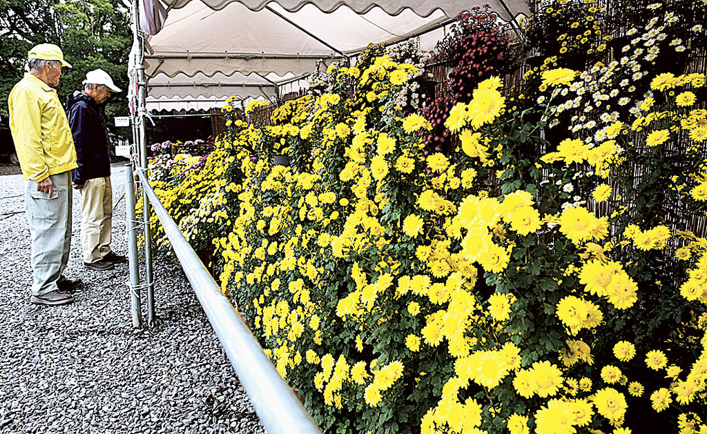 色鮮やかな菊が並ぶ菊花展＝焼津市の焼津神社