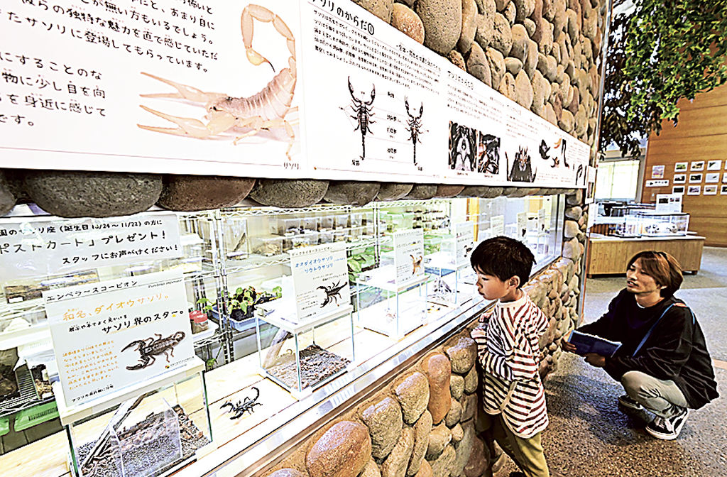 さまざまな種類のサソリを紹介する企画展＝磐田市大中瀬の竜洋昆虫自然観察公園