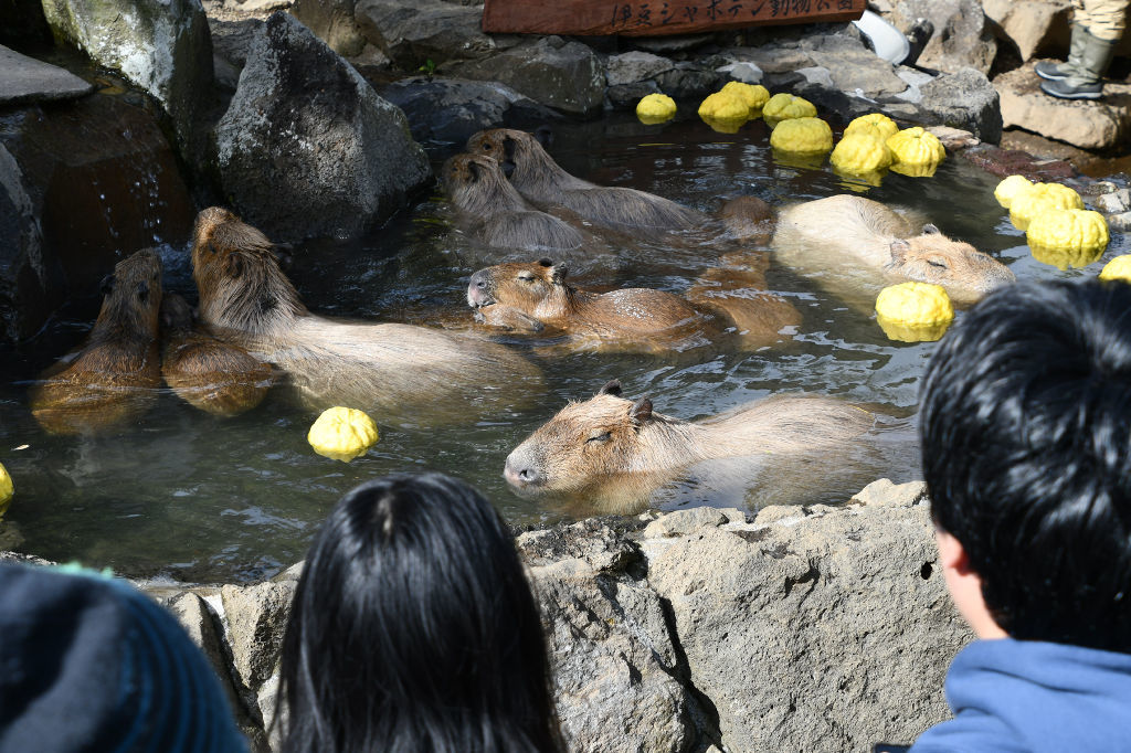 露天風呂でくつろぐカピバラたち＝１８日午前、伊東市の伊豆シャボテン動物公園