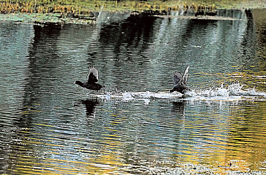 浜名湖ガーデンパークでよく見られるオオハン（日本野鳥の会遠江提供）