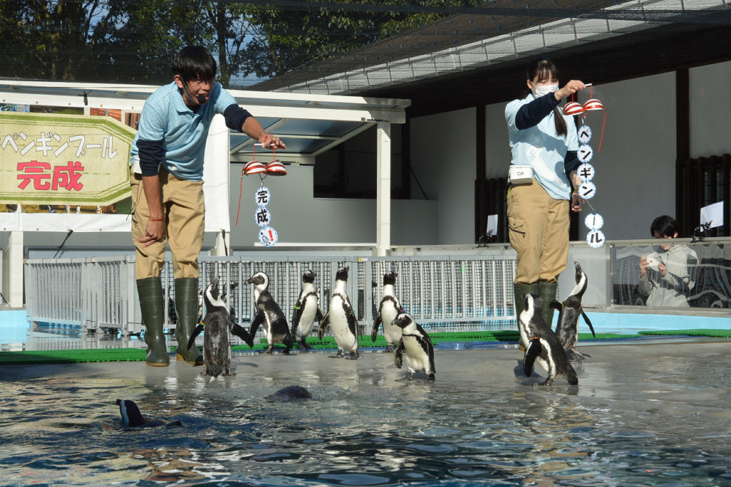 新しいプールが完成し、くす玉を割るペンギン＝掛川市南西郷の掛川花鳥園