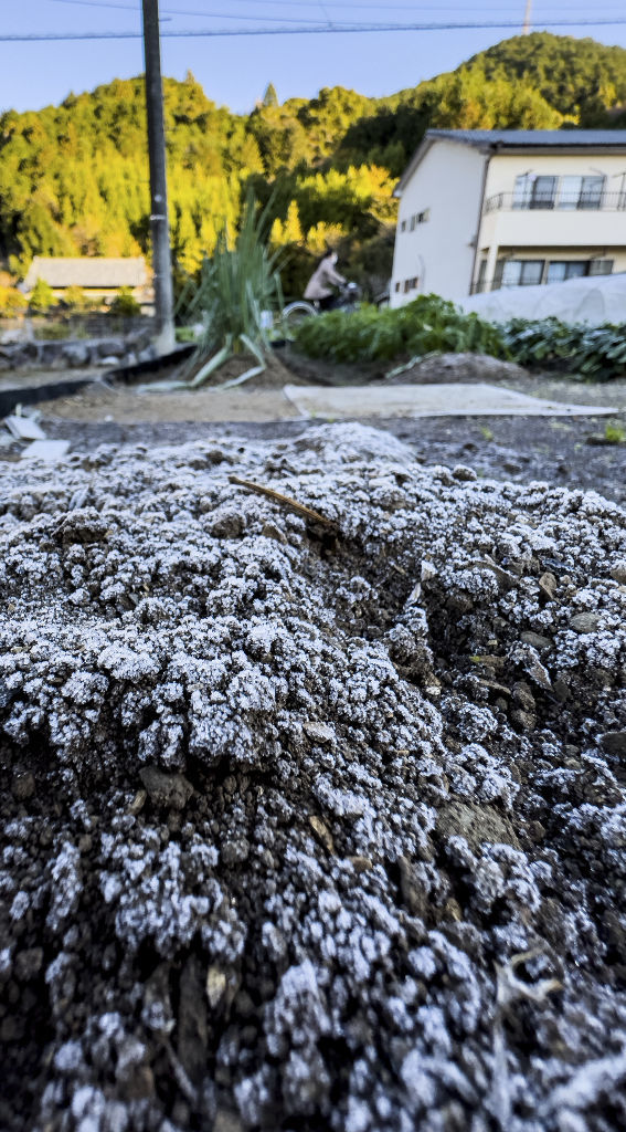 厳しい冷え込みの朝、畑の土は霜で白く覆われた＝４日午前８時１７分、静岡市葵区建穂