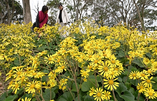 鮮やかな黄色の花を咲かせたツワブキ＝浜松市西区のはままつフラワーパーク