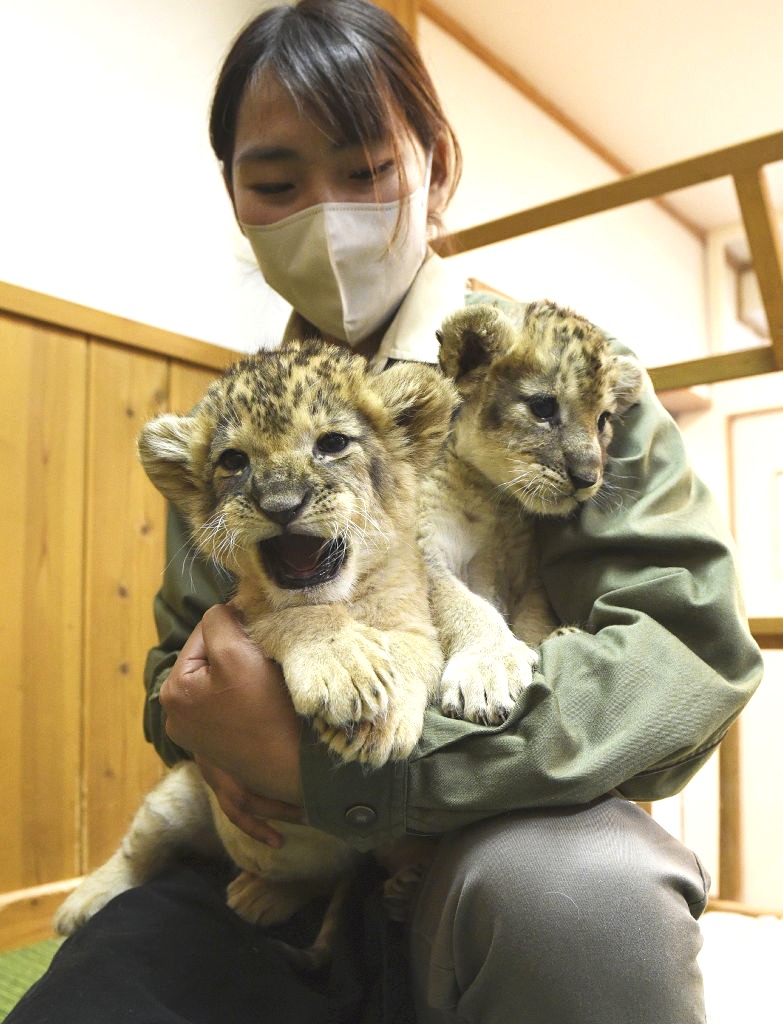 かわいらしい姿をみせるライオンの赤ちゃん＝富士サファリパーク