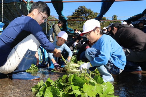 ワサビを収穫する児童たち＝伊豆市筏場