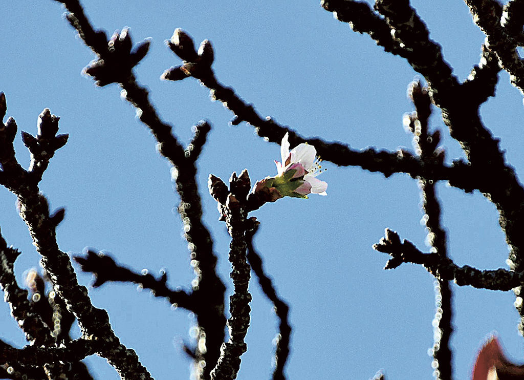 開花が確認されたあたみ桜の基準木＝熱海市